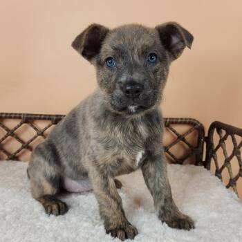 Summer -  Shepherd Dog for Adoption in Fort Wayne, Indiana - Summer | PetCurious