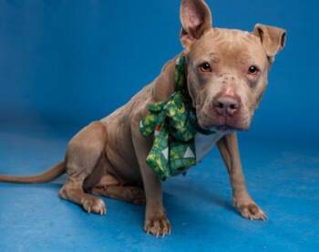 Pit Bull Terrier and Mixed Breed Dogs Available for Adoption in Atlanta, Georgia - Leela | PetCurious