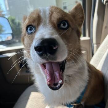 Kernel -  Corgi Dog for Adoption in Newark, New Jersey - Kernel | PetCurious