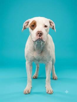 NUDGE -  Mixed Breed Dog for Adoption in Jacksonville, Florida - NUDGE | PetCurious