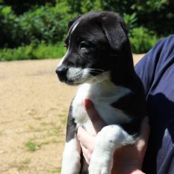 CT Boop -  Border Collie and Mixed Breed Dog for Adoption in Stormville, New York - CT Boop | PetCurious