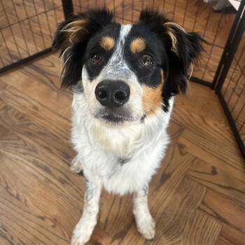 Australian Shepherd Dogs Available for Adoption - Ringo | PetCurious