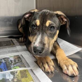 Velvet Furr -  Mixed Breed Dog for Adoption in West Chester, Pennsylvania - Velvet Furr | PetCurious