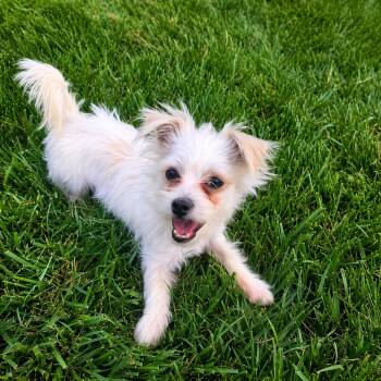 Maltese and Brussels Griffon Dogs Available for Adoption in Monroe, North Carolina - Winston | PetCurious