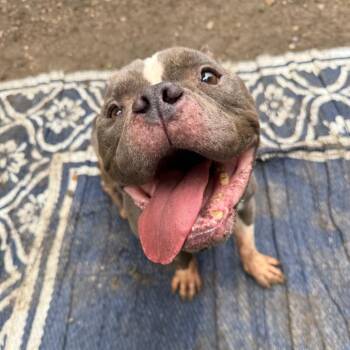 Emerson -  Pit Bull Terrier and English Bulldog Dog for Adoption in Spring Hill, Kansas - Emerson | PetCurious