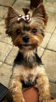 Pepa the pocket Yorkie -  Yorkshire Terrier Dog for Adoption in Fort Myers Beach, Florida - Pepa The Pocket Yorkie | PetCurious