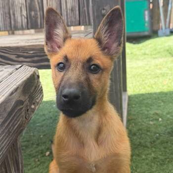 Crimson -  Belgian Shepherd Malinois Dog Available for Adoption in San Diego, California - Crimson | PetCurious