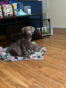 Weimys -  Weimaraner Dog for Adoption in Brooksville, Florida - Weimys | PetCurious