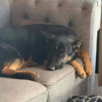 German Shepherd Dog and Terrier Dogs Available for Adoption - Mona | PetCurious