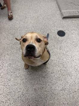 Sugar Cookie -  Pit Bull Terrier and Mixed Breed Dog for Adoption in Kansas City, Missouri - Sugar Cookie | PetCurious