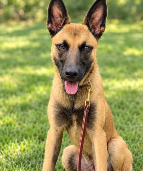 Moxie -  Belgian Shepherd Malinois Dog for Adoption in West Haven, Connecticut - Moxie | PetCurious