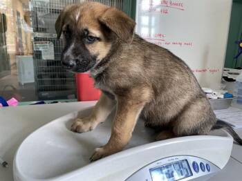 German Shepherd Dog Dogs Available for Adoption in Antioch, California - FRIDAY | PetCurious