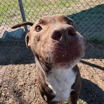 American Staffordshire Terrier Dogs Available for Adoption - Brownie | PetCurious
