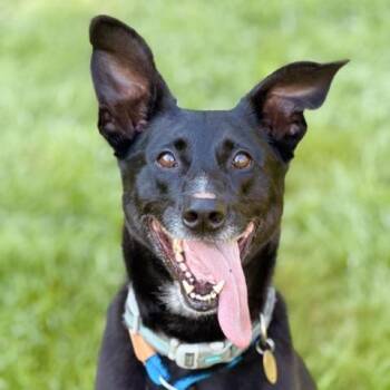 Benny -  German Shepherd Dog and Labrador Retriever Dog for Adoption in Sparta, New Jersey - Benny | PetCurious