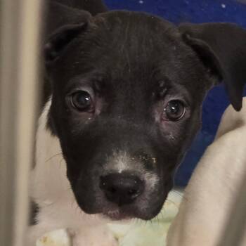 Mixed Breed Dogs Available for Adoption - Phoenix | PetCurious