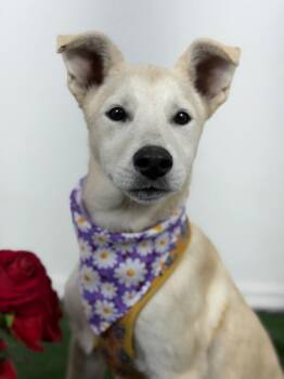 Labrador Retriever and Carolina Dog Dogs Available for Adoption in Carlsbad, California - Alison Krauss-One Of Our Amazing Rescue Dogs | PetCurious