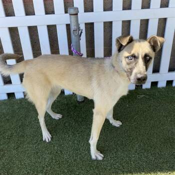 PIPPA -  German Shepherd Dog and Siberian Husky Dog for Adoption in Modesto, California - PIPPA | PetCurious