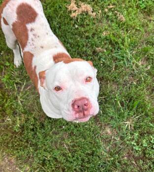 Nadja -  Pit Bull Terrier Dog for Adoption in Covington, Virginia - Nadja | PetCurious