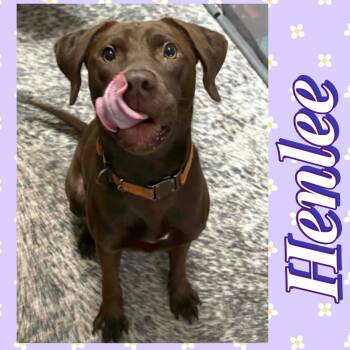 Henlee -  Chocolate Labrador Retriever Dog for Adoption in Zimmerman, Minnesota - Henlee | PetCurious
