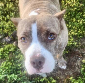 Rescue Pit Bull Terrier Dogs for Adoption in Greenbrier, Arkansas - Matilda | PetCurious