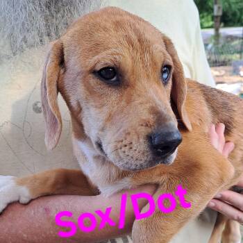 Sox -  Hound Dog for Adoption in Albany, New York - Sox | PetCurious