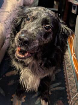 Lisa -  Australian Shepherd and Golden Retriever Dog for Adoption in Elk River, Minnesota - Lisa | PetCurious
