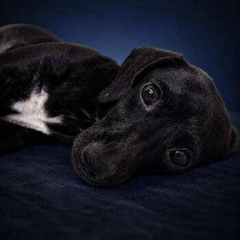 Inga (Mama dog) -  Miniature Dachshund and Chihuahua Dog for Adoption in Newport, Tennessee - Inga (Mama Dog) | PetCurious