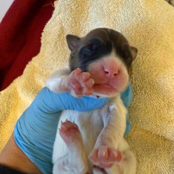 Shepherd and Labrador Retriever Dogs Available for Adoption in Austin, Texas - Libra | PetCurious