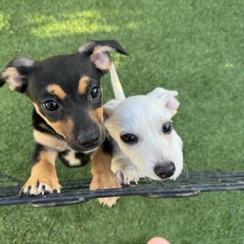 Chihuahua Dogs Available for Adoption in Los Angeles, California - Bruce Ween | PetCurious