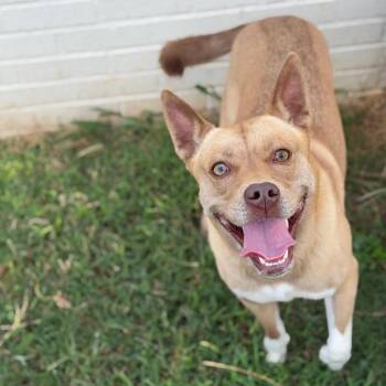 Shenzi -  Mixed Breed Dog for Adoption in Brownsboro, Alabama - Shenzi | PetCurious
