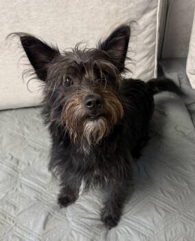 Cairn Terrier Dogs Available for Adoption - Luna | PetCurious