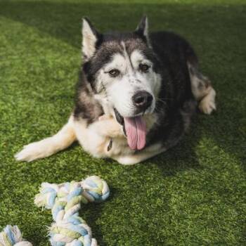 Fergus -  Husky and Mixed Breed Dog for Adoption in Atlanta, Georgia - Fergus | PetCurious