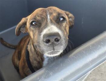 Rescue Shepherd Dogs for Adoption in Thousand Oaks, California - Stripes - URGENT! LONGTIME RESIDENT! | PetCurious