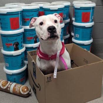 Alicent -  Pit Bull Terrier and Mixed Breed Dog for Adoption in Kanab, Utah - Alicent | PetCurious