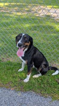 Kay -  Hound Dog for Adoption in Marion, Mississippi - Kay | PetCurious