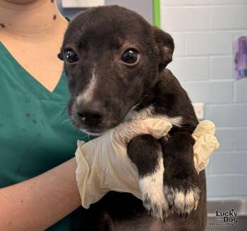 Ghoulie -  Beagle and Cattle Dog Dog for Adoption in Washington, District Of Columbia - Ghoulie | PetCurious