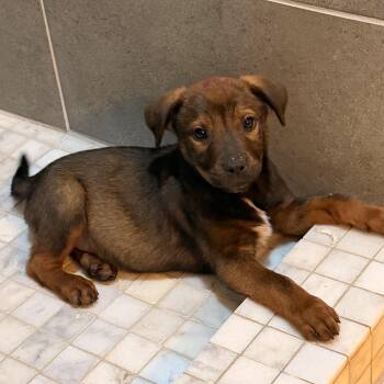 Australian Cattle Dog Blue Heeler and Labrador Retriever Dogs Available for Adoption in Pilot Point, Texas - Armani | PetCurious