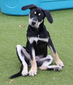 Rescue Husky Dogs for Adoption in Harrison, New York - Miss Thunder | PetCurious