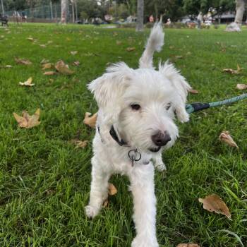 Rescue Miniature Poodle Dogs for Adoption in Los Angeles, California - Jacob | PetCurious