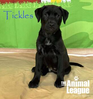 Labrador Retriever and Australian Cattle Dog Blue Heeler Dogs Available for Adoption in Groveland, Florida - Tickles | PetCurious