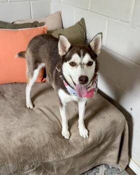 Sugar -  Husky Dog for Adoption in San Leon, Texas - Sugar | PetCurious