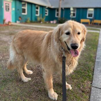 Hank the Tank -  Golden Retriever Dog for Adoption in Port Richey, Florida - Hank The Tank | PetCurious