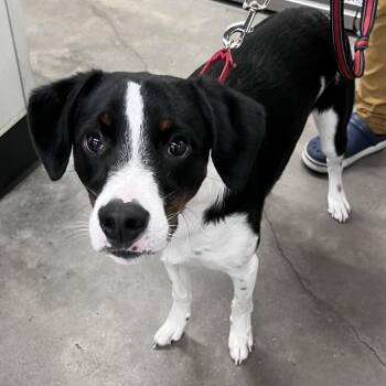 Baxter -  Hound and Terrier Dog for Adoption in Clearwater, Florida - Baxter | PetCurious