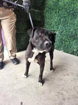 61311727 -  Mixed Breed Dog for Adoption in El Paso, Texas - 61311727 | PetCurious