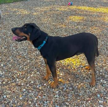 ELLIOT -  Rottweiler and Doberman Pinscher Dog for Adoption in Ashland, Ohio - ELLIOT | PetCurious