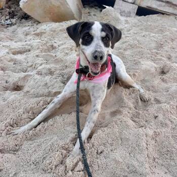 Tesla -  Mixed Breed Dog for Adoption in North Vancouver, British Columbia - Tesla | PetCurious