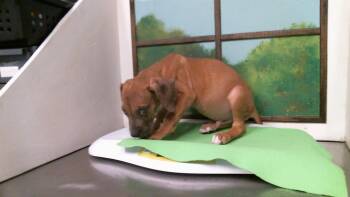 A2098371 -  Staffordshire Bull Terrier and Mixed Breed Dog for Adoption in Houston, Texas - A2098371 | PetCurious