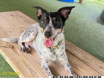 PEPPER -  Mixed Breed Dog for Adoption in West Palm Beach, Florida - PEPPER | PetCurious