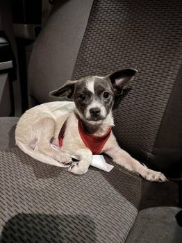 JAYWICK -  Chihuahua and Parson Russell Terrier Dog for Adoption in Oroville, California - JAYWICK | PetCurious