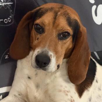 SAWYER -  Beagle Dog for Adoption in West Palm Beach, Florida - SAWYER | PetCurious